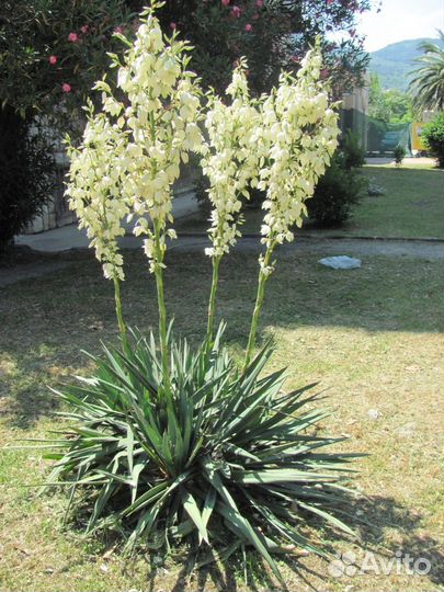 Цветы многолетние