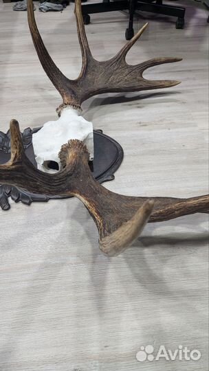 Рога лося