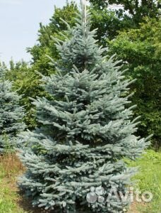 Ель новогодняя оптом и в розницу