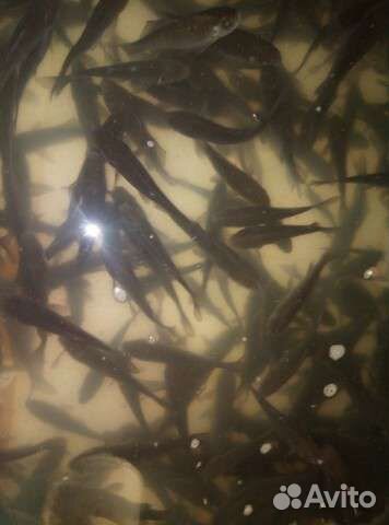 Живец карась крупный