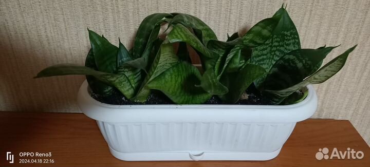 Сансевиерия низкорослая