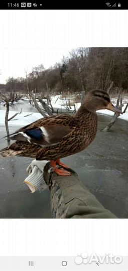 Подсадные утки