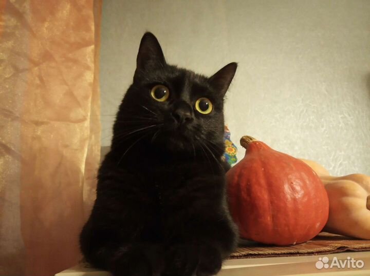 Зооняня. Домашняя гостиница, передержка кошек