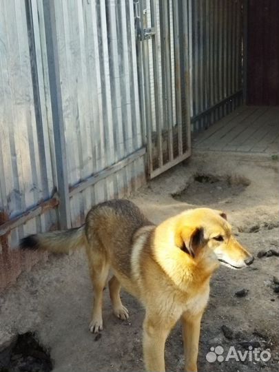 Собачка в добрые руки