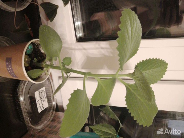 Плектрантус (комнатная мята)