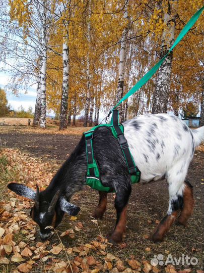 Шлейка для собаки с ручкой и поводком