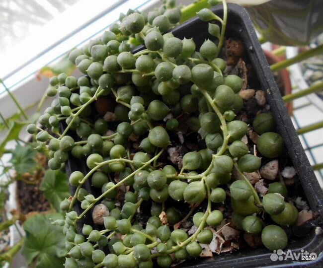 Суккуленты