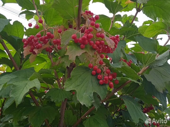 Калина ягода