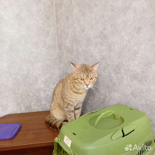Котик Голд