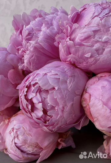 Пионы букеты из пионов цветы доставка