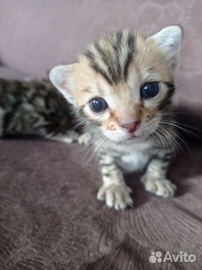 Бенгальские котята
