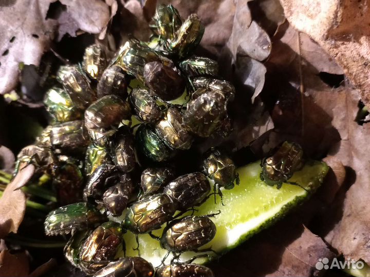 Дубовый опад (сушеный лист дуба) и Бронзовка