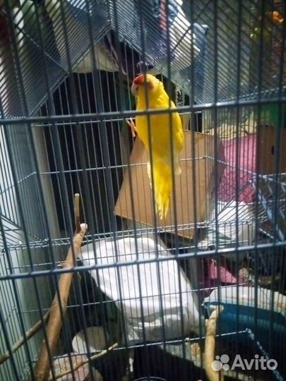 Попугай какарик мальчик