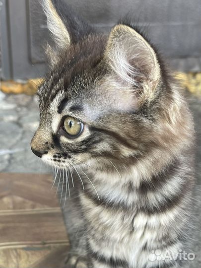 Отдам в добрые и ответственные руки котенка