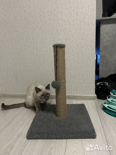 Когтеточка