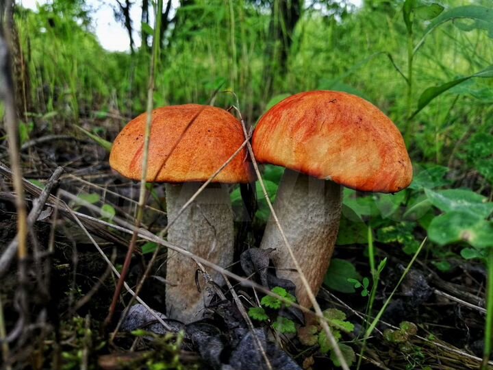 Участок 15 сот. (ИЖС)