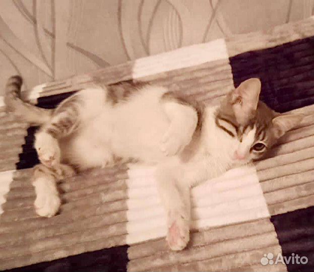 Красавица-пираточка