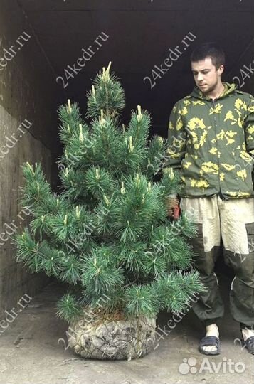 Саженцы кедра экстра класс