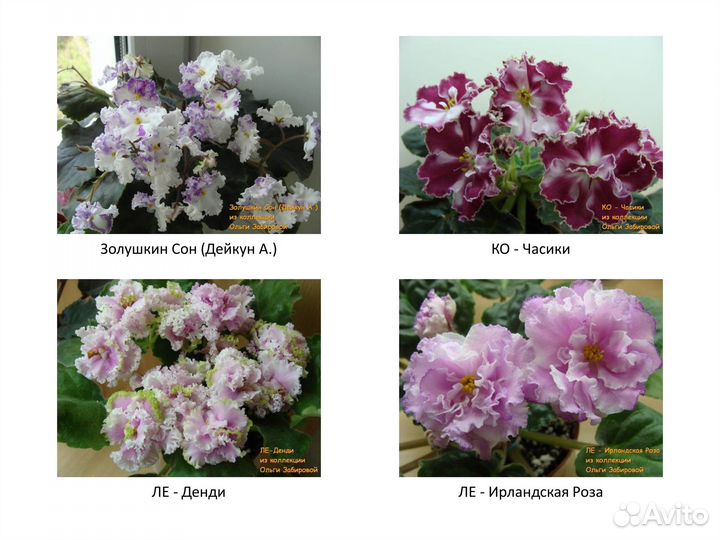 Фиалки. Продаются детки сортовых фиалок. Декабрь
