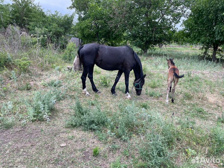 Орловская кобыла