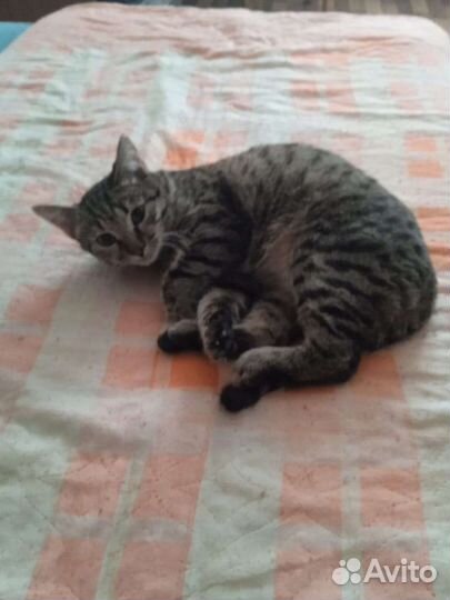 Кошки в добрые руки