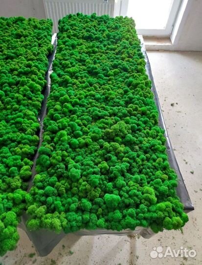 Панно. Декор. Стабилизированный мох