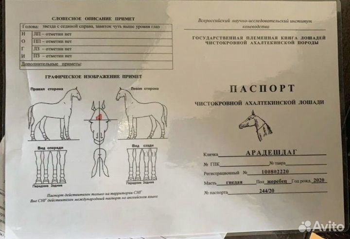 Седло скаковое