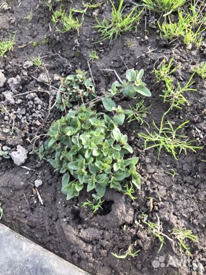 Душица, орегано, ладанка, материнка