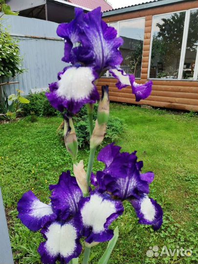Цветы ирисы