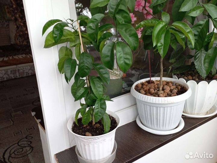 Мандариновое дерево