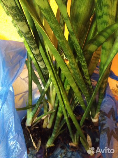 Сансевиерия