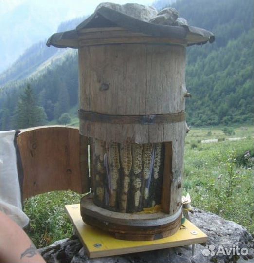 Алтайский дикий бортевой мед