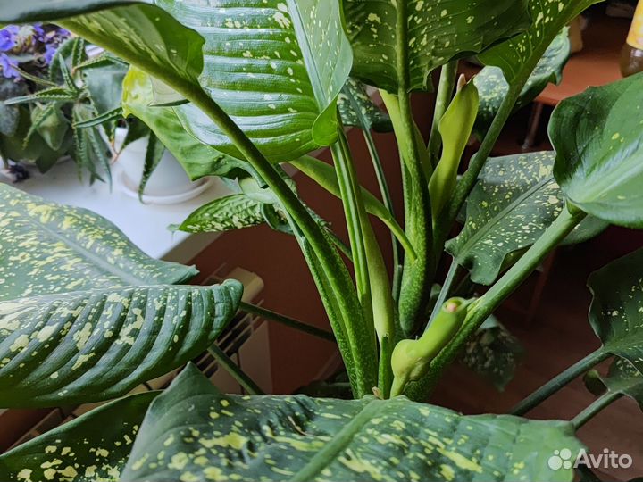 Диффенбахия