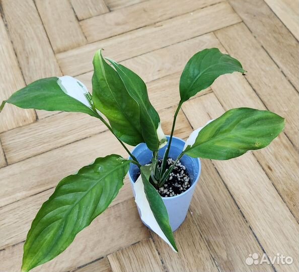 Спатифиллум Пикассо