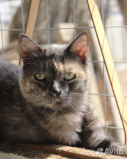 Кошка Злата