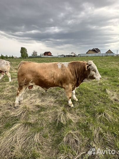 Быки симменталы на племя