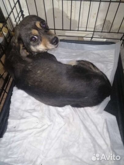 Собака-инвалид Буся