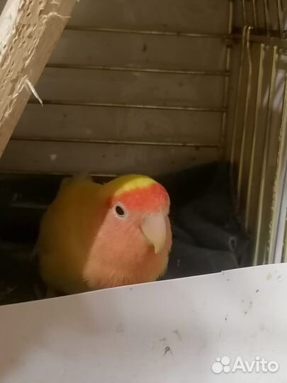 Попугай неразлучники