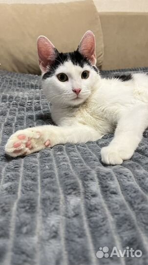 Кот в добрые руки
