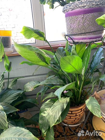 Спатифиллум