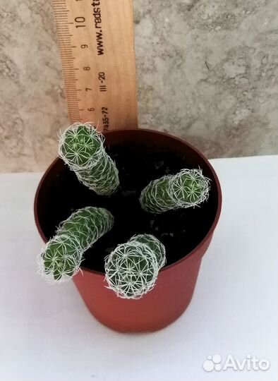 Кактусы-малыши разные