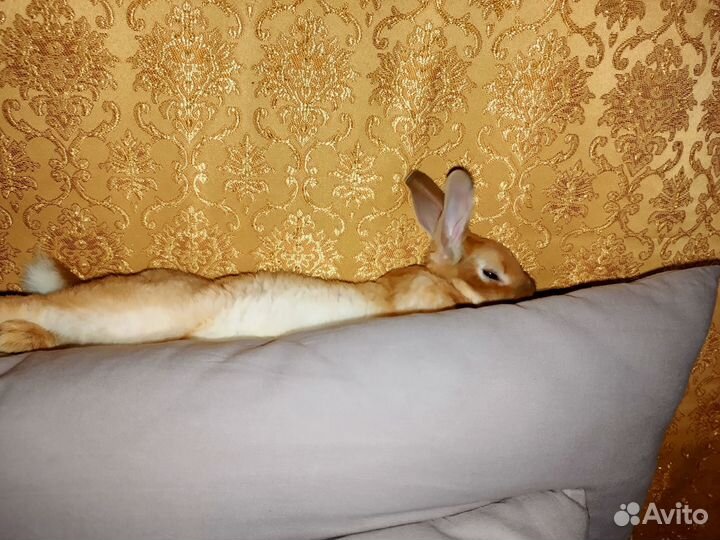 Декоративный кролик в дар