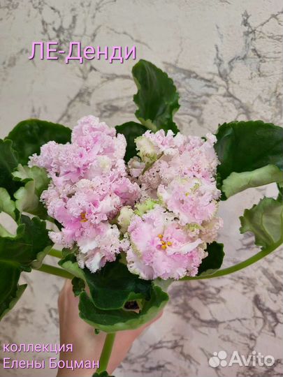 Лист свежий срез