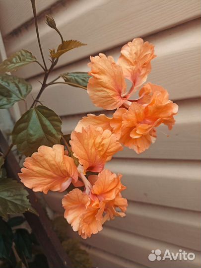 Гибискус оранж