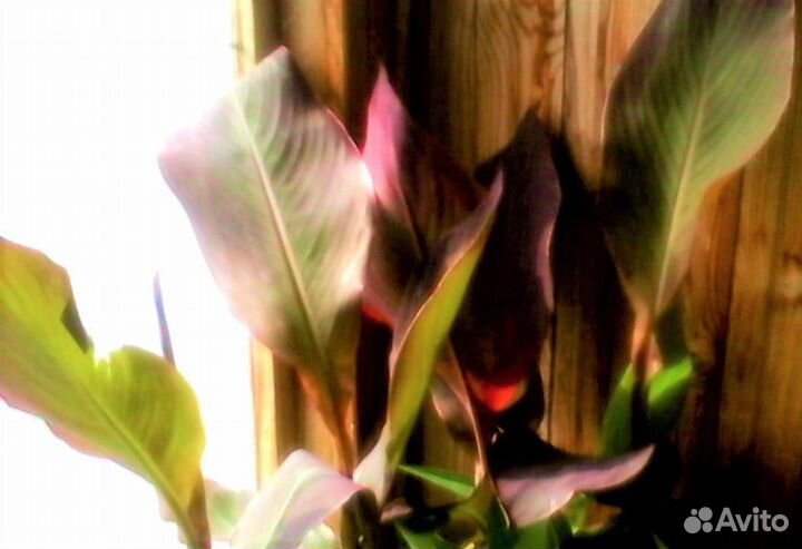 Канна бронзоволистая зеленая Триумф Брилиант