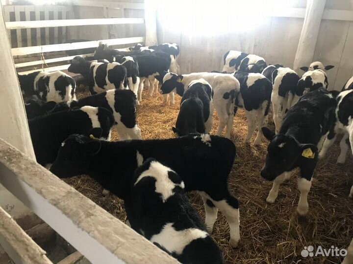 Бычки 1, 2, 3-месячные
