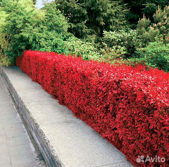 Живая изгородь, множество вариантов растений