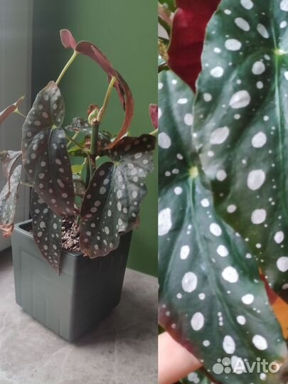 Бегония макулата полька дот с горшком