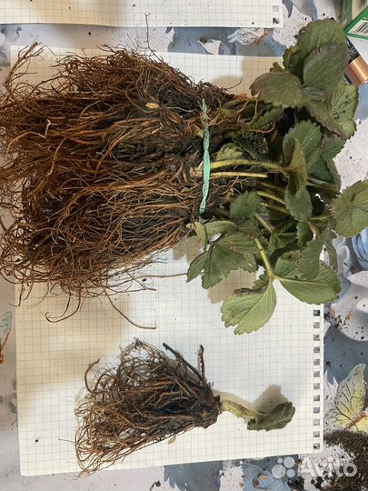 Рассада клубники альбион