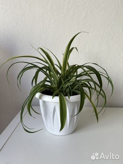 Хлорофитум взрослое растение